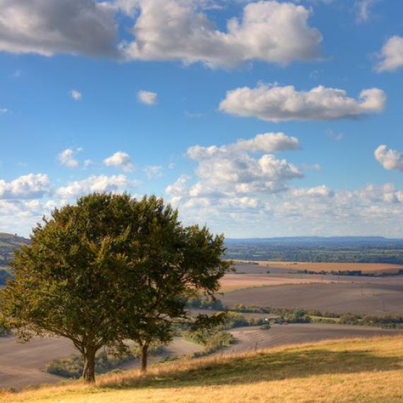 Dunstaple Downs Bedfordshire 800x500