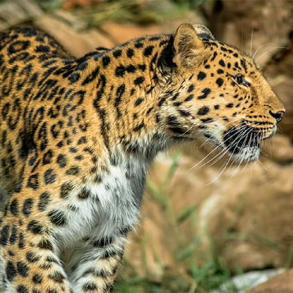 Essex Colchester Zoo