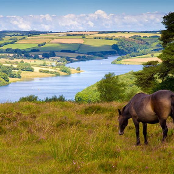 Exmoor Pony Sommerset