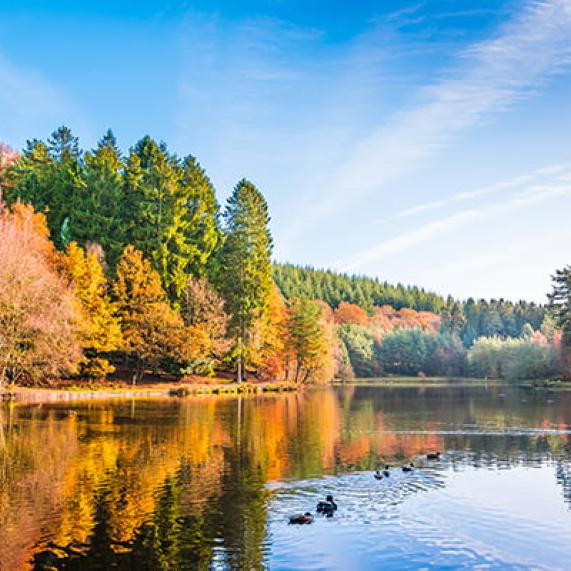 Forest of Dean Gloucestershire