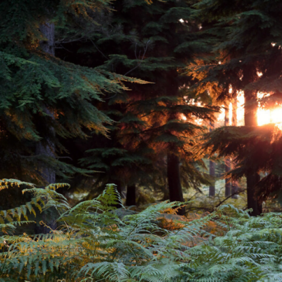 Hampshire NewForest2