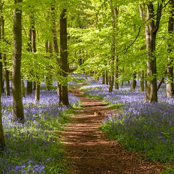 Hertfordshire Ashridge Estate