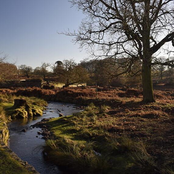 Leicestershire Bradgate Park