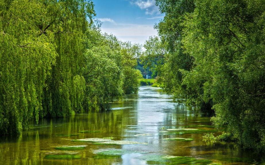 Ringwood 19