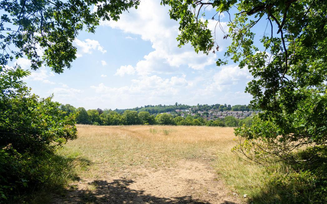 Local Area   Selsdon Woods