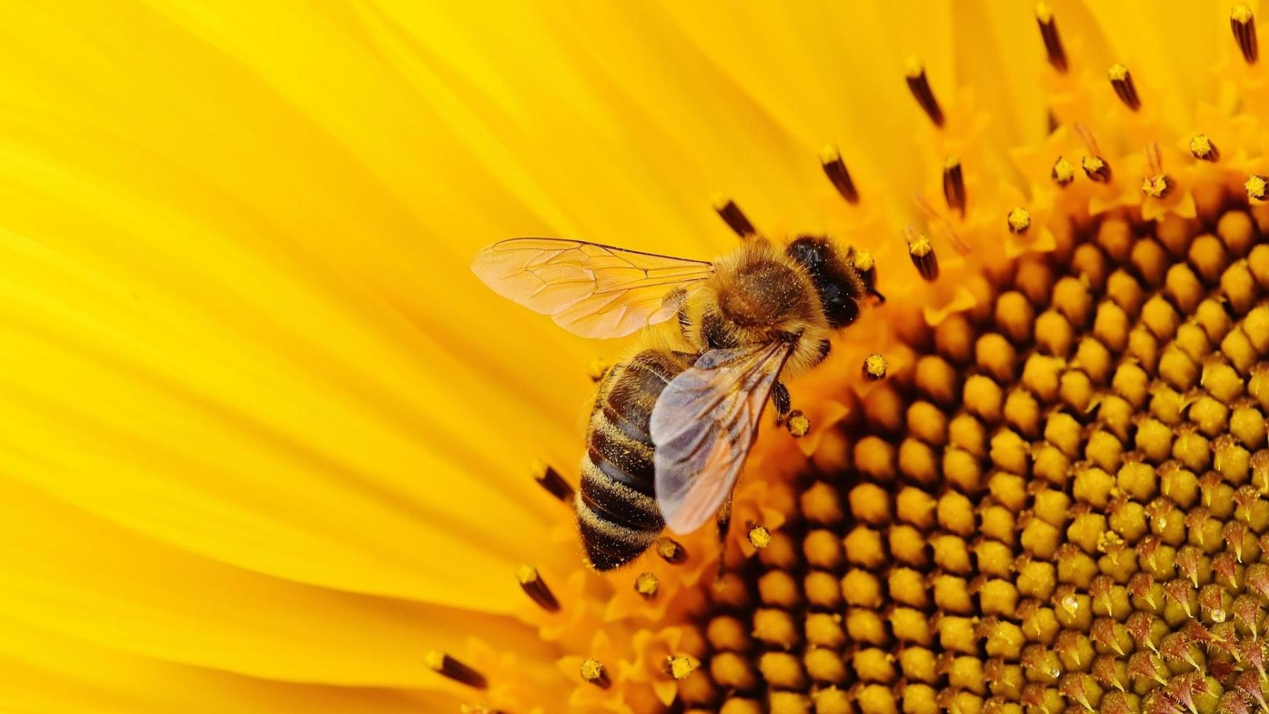 Bees honey