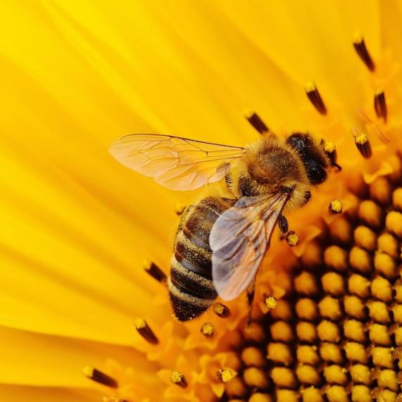 Bees honey