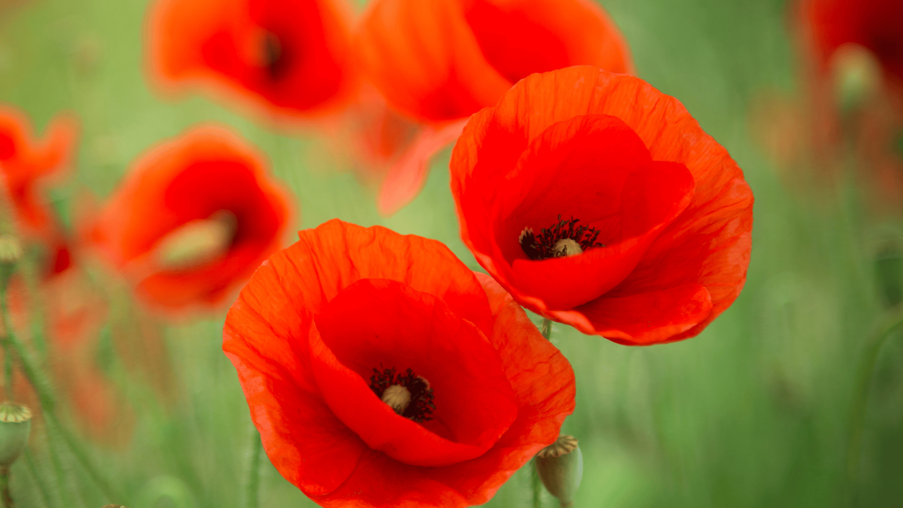 Poppies Royal British Legion