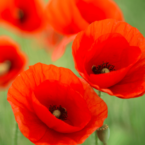 Poppies Royal British Legion