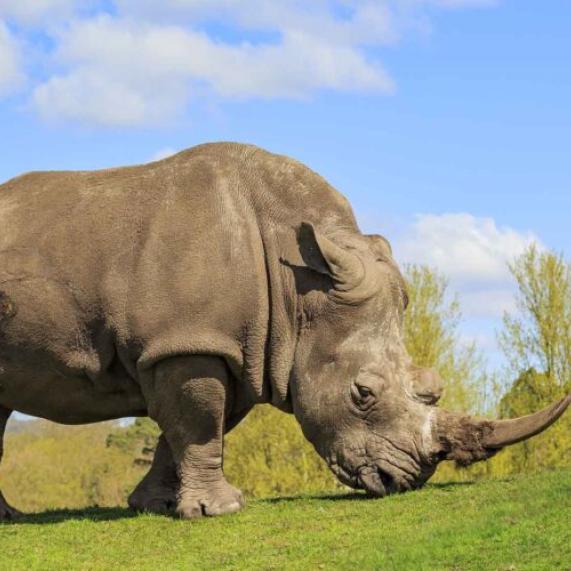 West Mids Safari park 1920x1080 1 800x500
