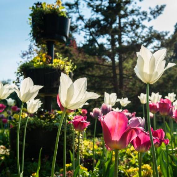 iStock 959739736 West Midlands Cannon Hill Park 800x500