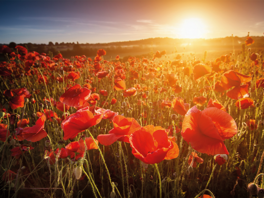 Rememberance Day Poppies 2